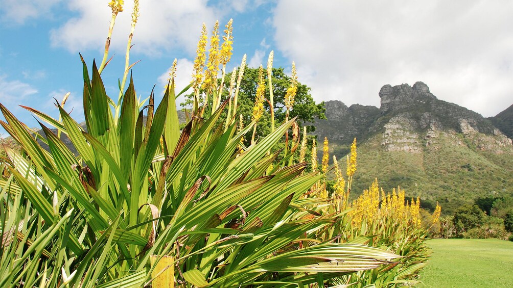 Serene view on the Cape Peninsula Tour
