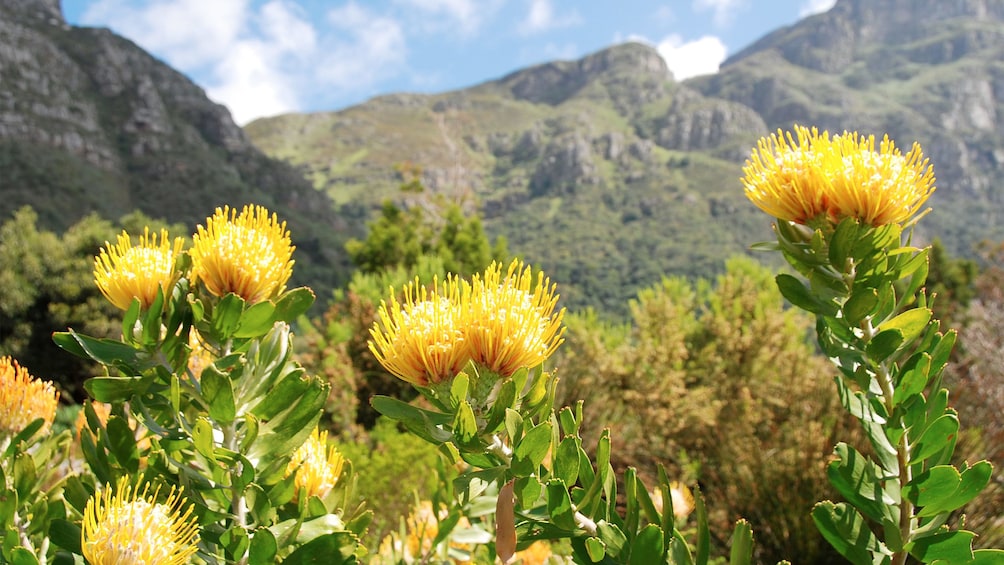 Kirstenbosch National Botanical Garden