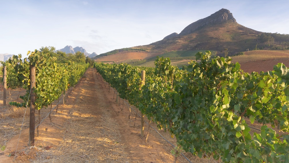 Vineyard in South Africa 