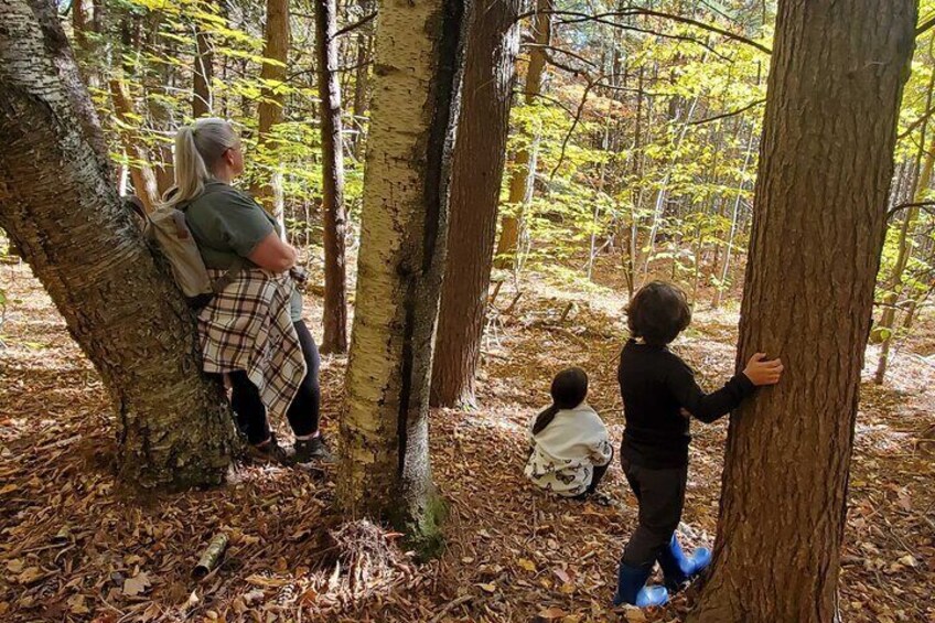 Transformative Forest Immersion: A Mindful Journey for Inner Calm