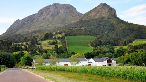 Hele dag Kaapse Wijnlanden Tour