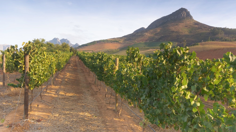 Landscape view of the vineyards on the winelands tour in South Africa