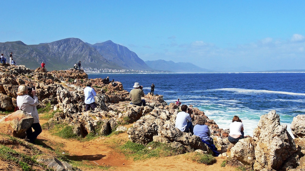 People whale watching at the beach in Hermanus