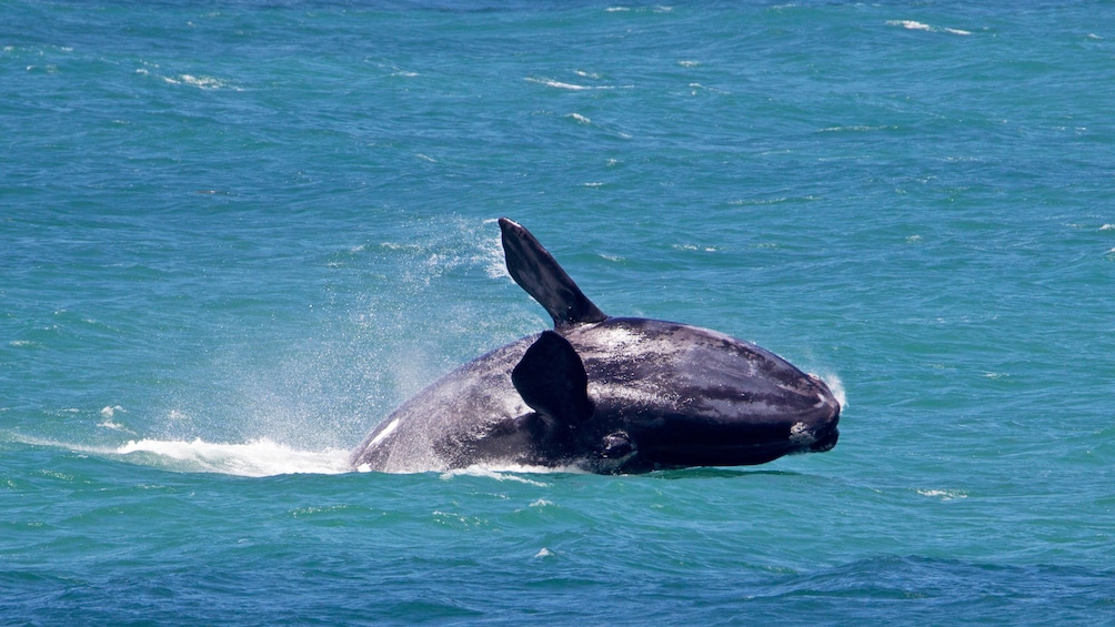 Southern right whale breaches water in Hermanus