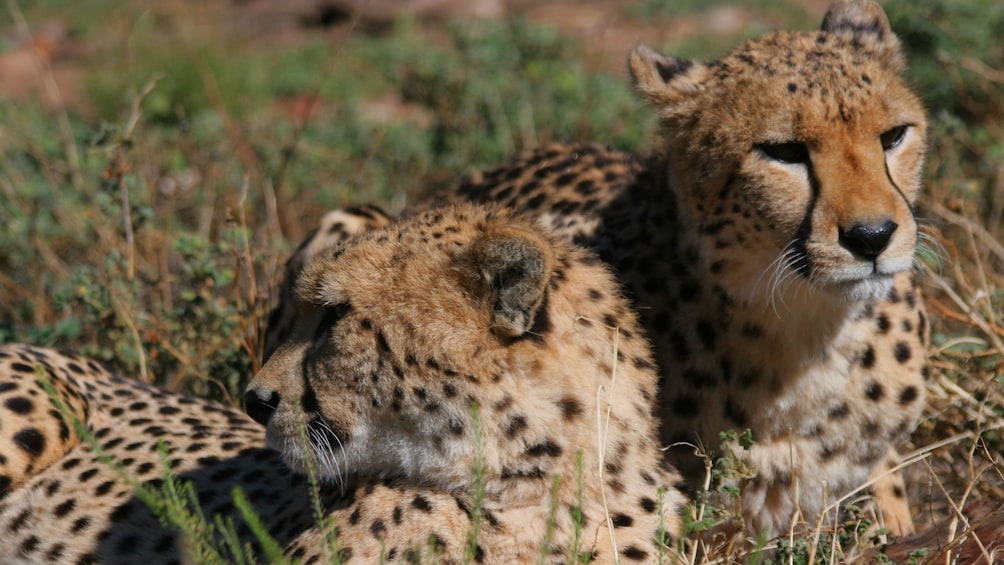 Two Cheetahs