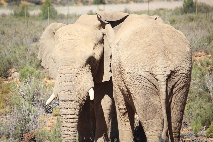 Big 5 Safari with Lunch at Aquila Private Game Reserve