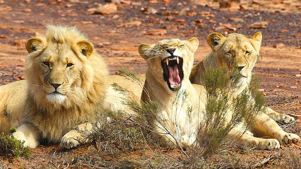 Three Lions