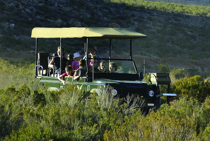 Big 5 Safari with Lunch at Aquila Private Game Reserve