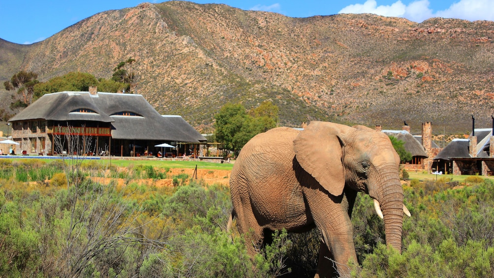 Elephant in a Safari compound