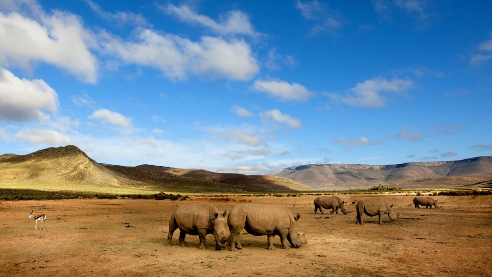 Rhinos on Safari