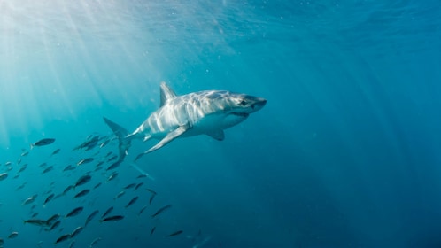 Great White Shark Cage Diving Experience