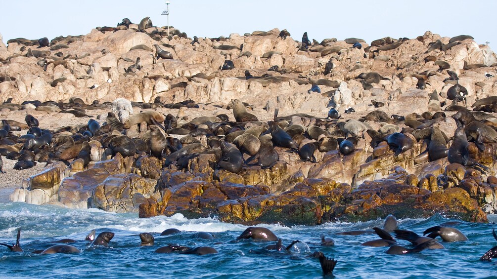 Large group of sea lions in Cape Town