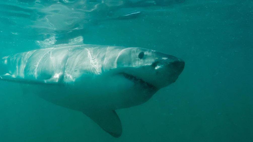 Great White shark in Cape Town