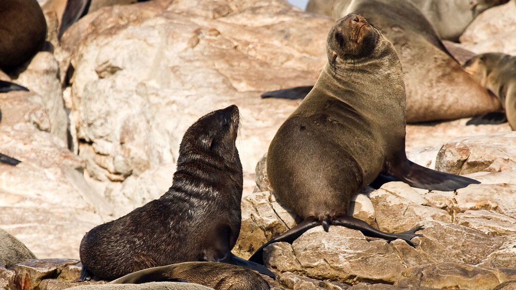 Sea lions on a rock in Cape Town