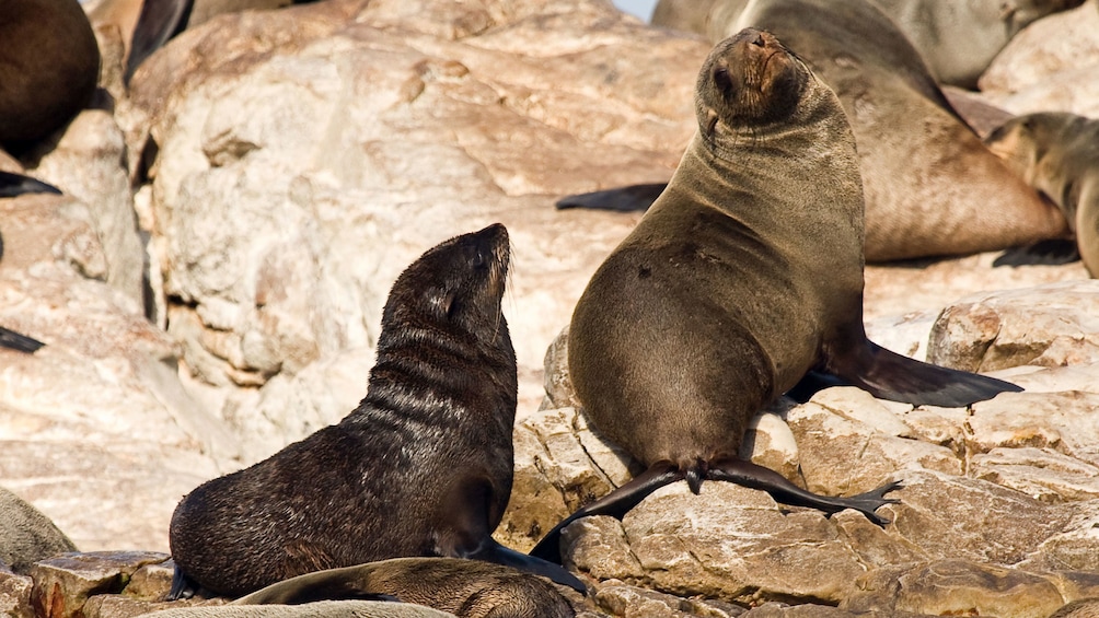 Sea lions on a rock in Cape Town