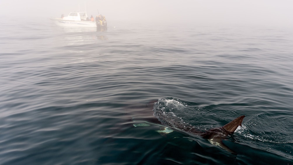 Shark near the surface with a boat in the distance in Cape Town