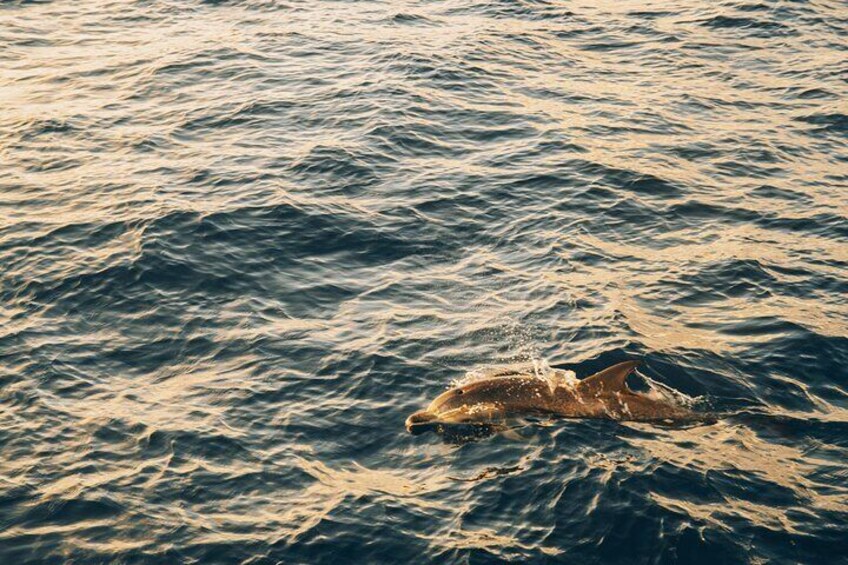 2hrs Dolphins Sunset Sailing Cruise With Drink