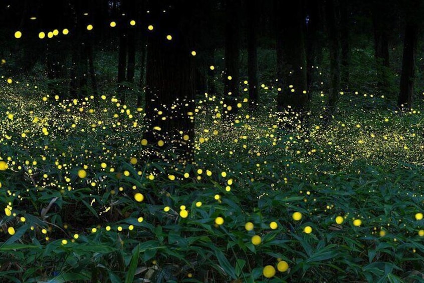 Magical Fireflies Tour