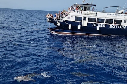 Half-Day Cruise Tour-Dolphin and Whale Watching