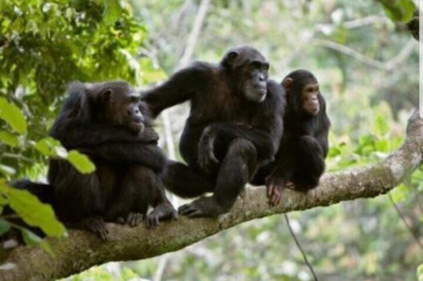 3 Days Private Gorilla Safari Uganda