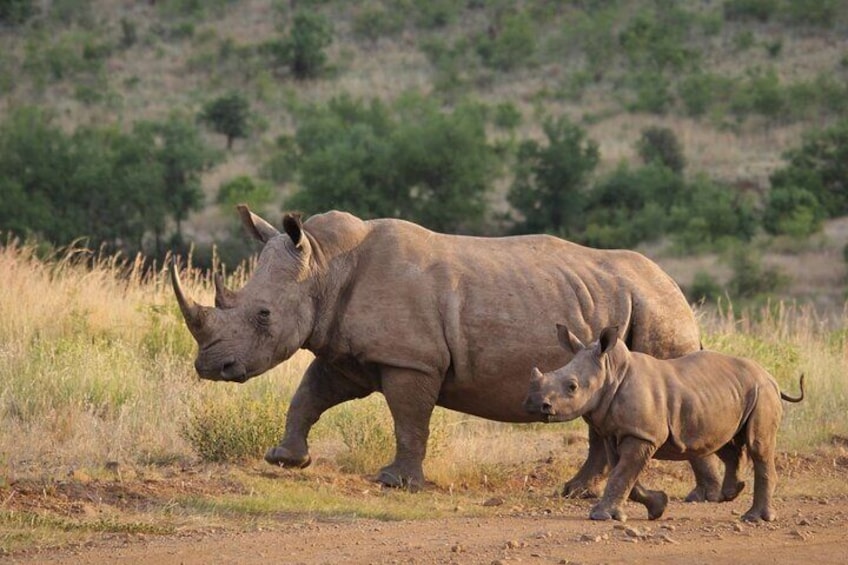 Full Day Private Tour - Isimangaliso Wetland Park - World Heritage Site