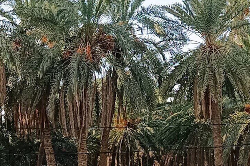 2 days tour to Douz & Ksar Ghilan oasis.
and an overnight in the sahara under bedouin tent ..
Dinner in the camp,
Private Jeep - with english speaking guide.