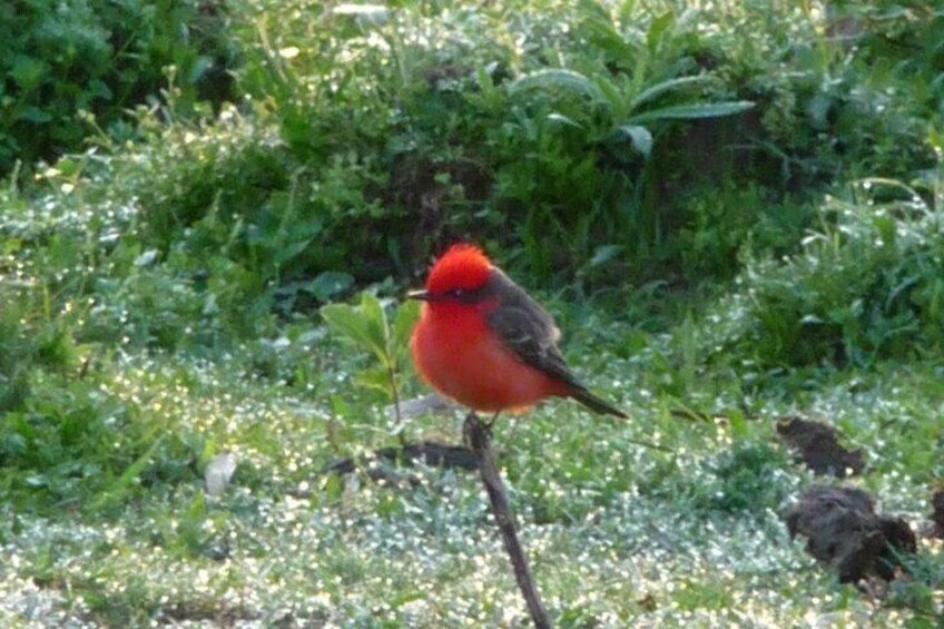 Iguazu Expeditions Morning Birdwatching