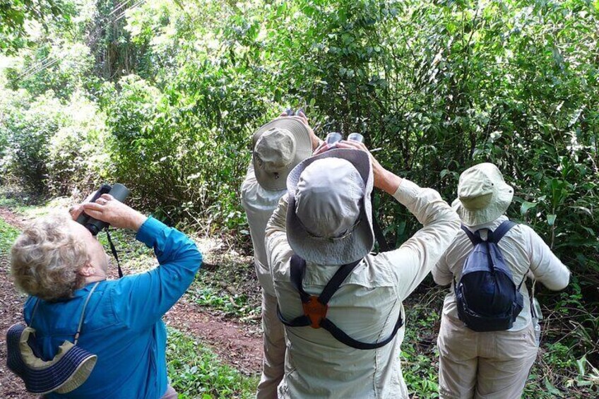 Iguazu Expeditions Morning Birdwatching