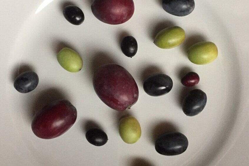 Olive varieties