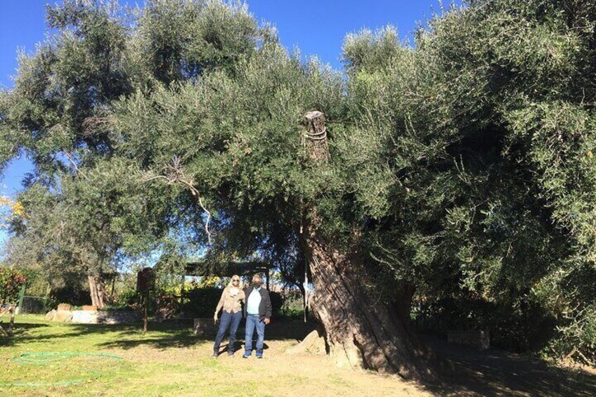1,500 year old tree