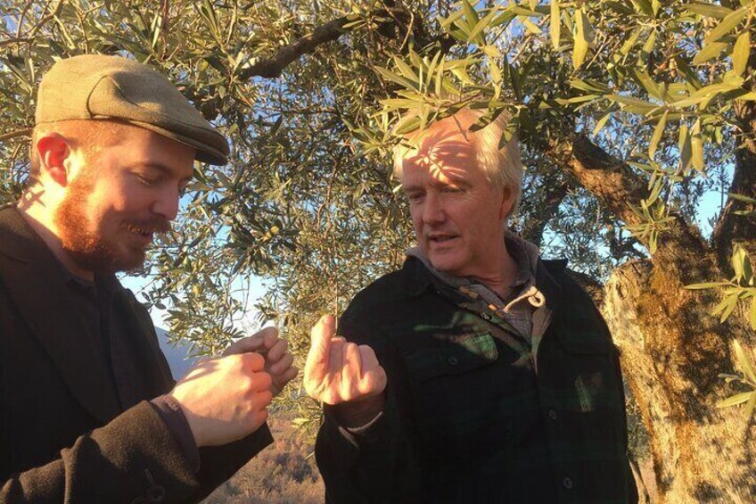Olive grove experience