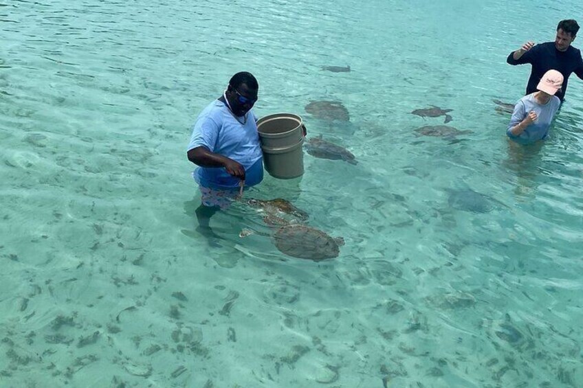 Shallow cove where you can feed, and touch wild sea turtles as they swim around.