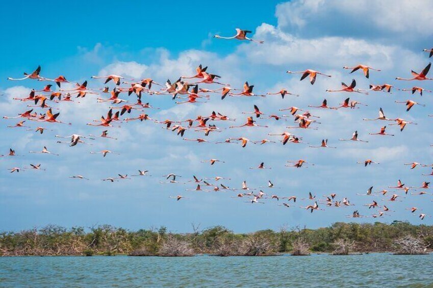 Sanctuary of Flamingos Day Tour 