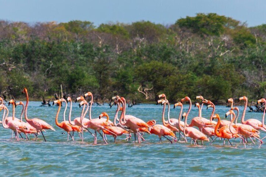 Sanctuary of Flamingos Day Tour 