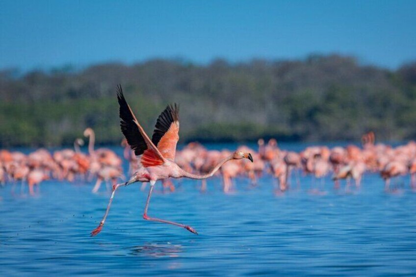 Sanctuary of Flamingos Day Tour 