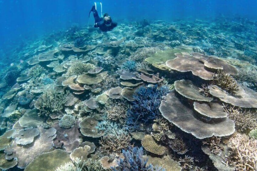 Snorkeling Manta Ray Safari from Nusa Lembongan
