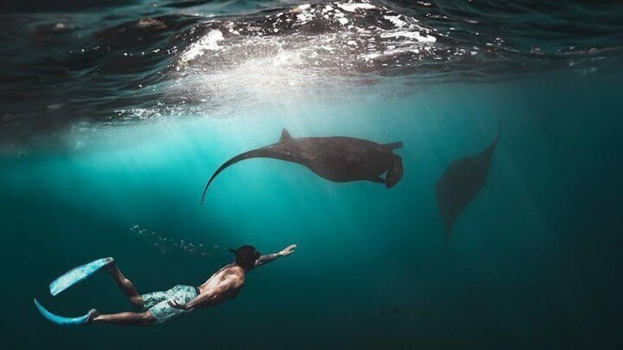 Snorkeling Manta Ray Safari from Nusa Lembongan