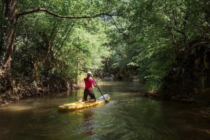 Paddle Board Adventure in Palomino River Tour