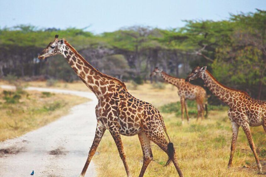 DAY TRIP to Mikumi National Park from Zanzibar