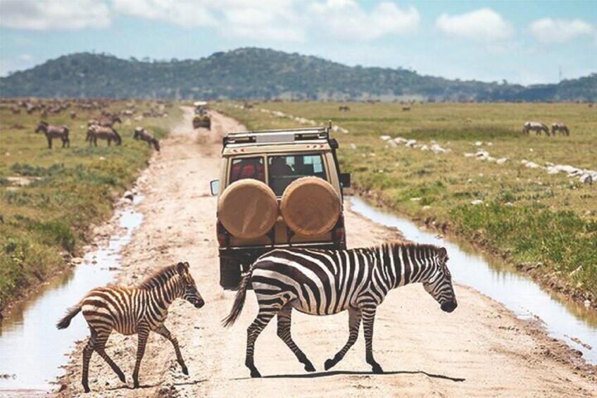 DAY TRIP to Mikumi National Park from Zanzibar