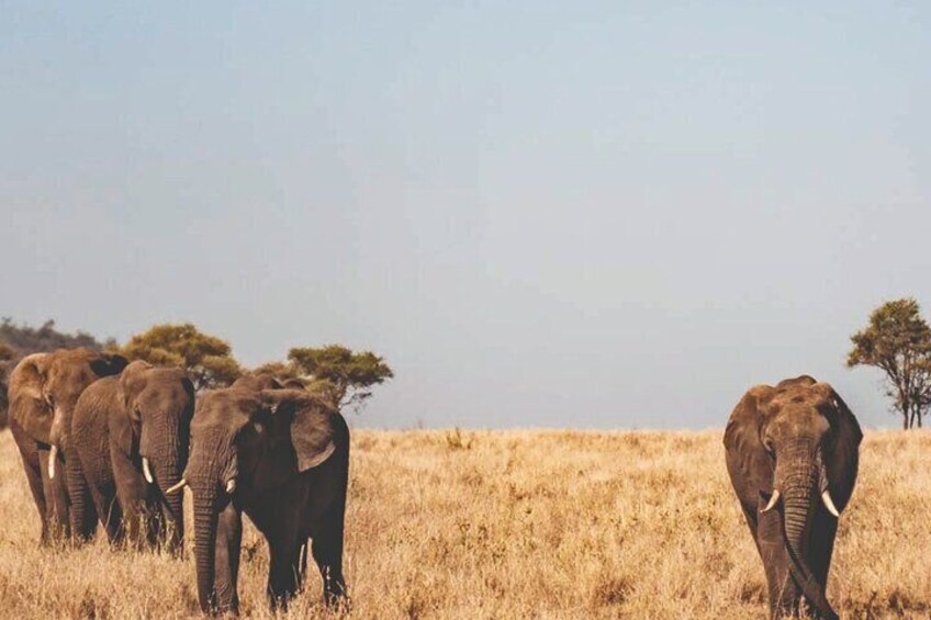 DAY TRIP to Mikumi National Park from Zanzibar