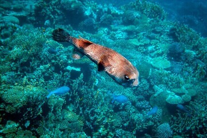 Sea Scope Semi Submarine - Marsa Alam