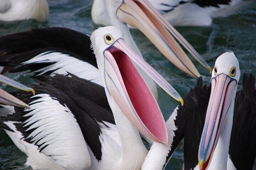 feed the Pelicans 