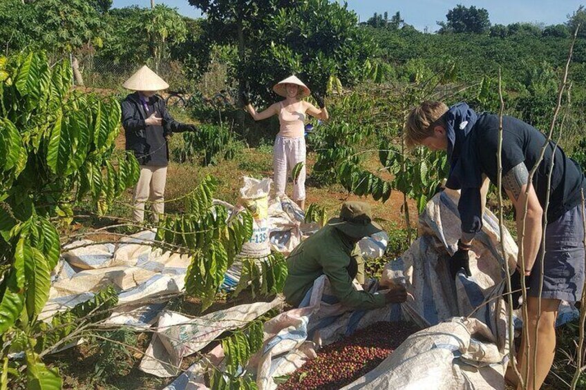 Picking up ripe coffee fruits