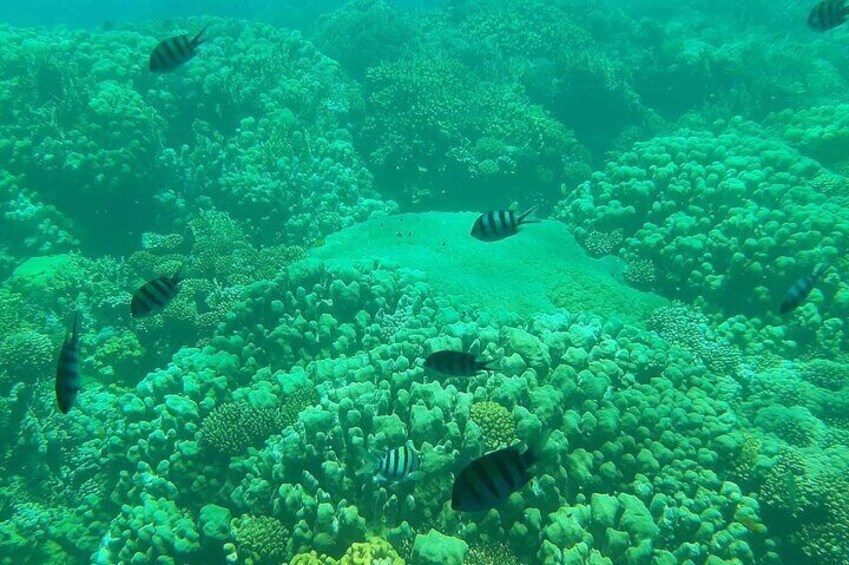 Royal Sea Scope Semi Submarine - Sharm El Sheikh