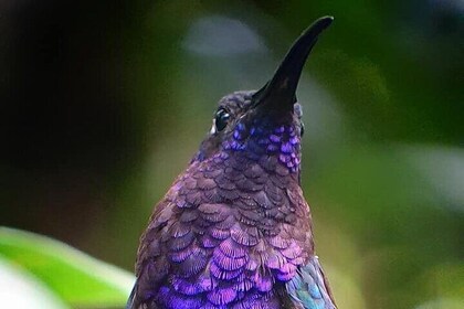 Bird-watching & photografy tour at the Monteverde Cloud Forest Reserve