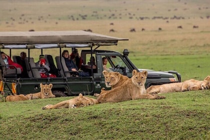 3 Day Maasai Mara Private Safari from Nairobi. all-inclusive.