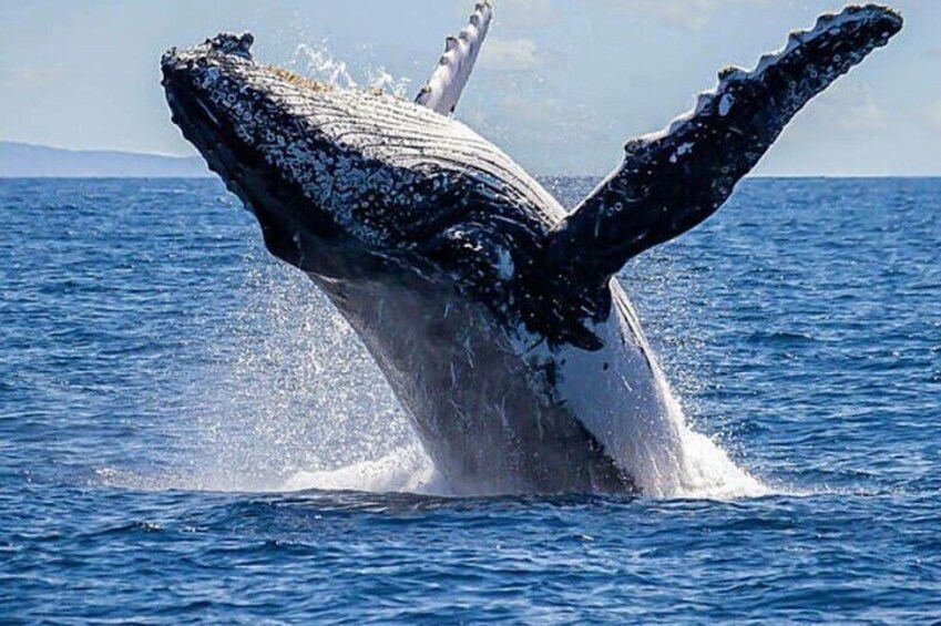 Whale Watching, Arch and Drinks on a Private Yacht