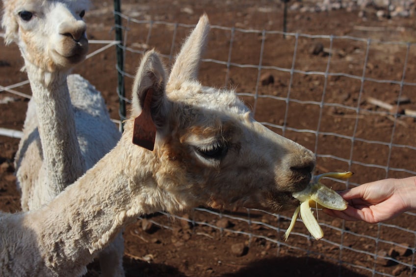 Alpaca Farm Tour