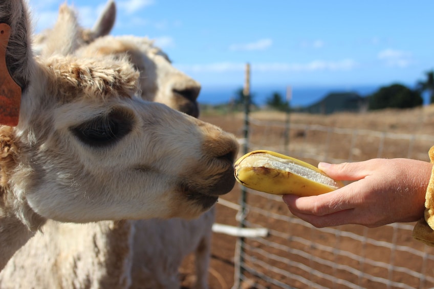 Alpaca Farm Tour